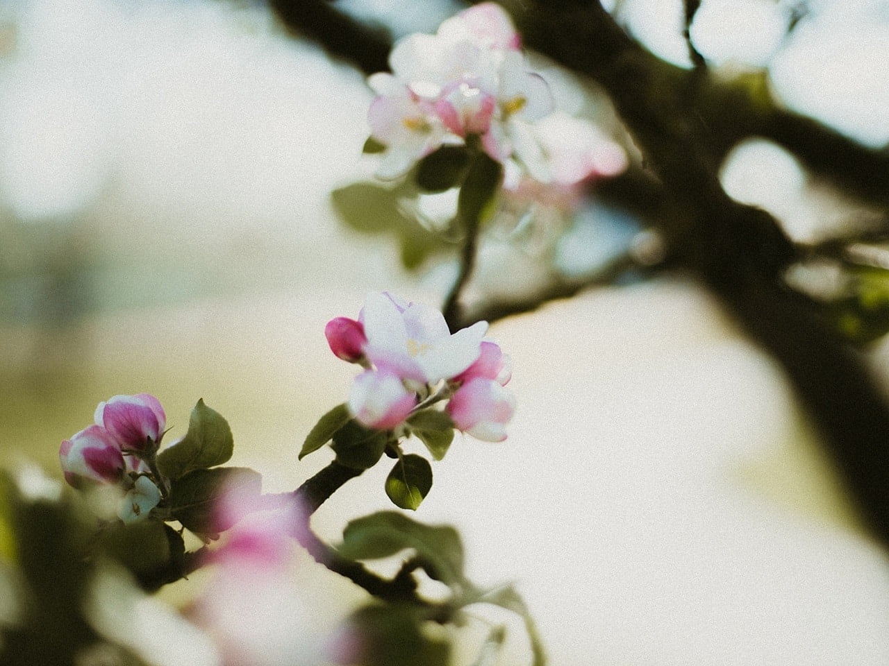 Bio Apfel Blüte vom Pankrazhofer