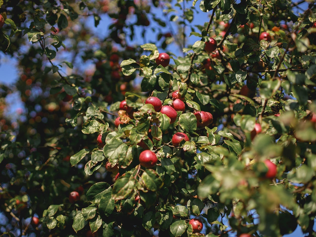 Bio Apfelbaum vom Pankrazhofer Tragwein