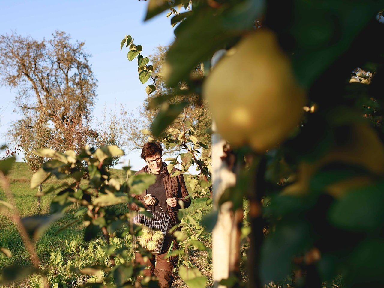 Bio Quitten Obstgarten Pankrazhofer Tragwein