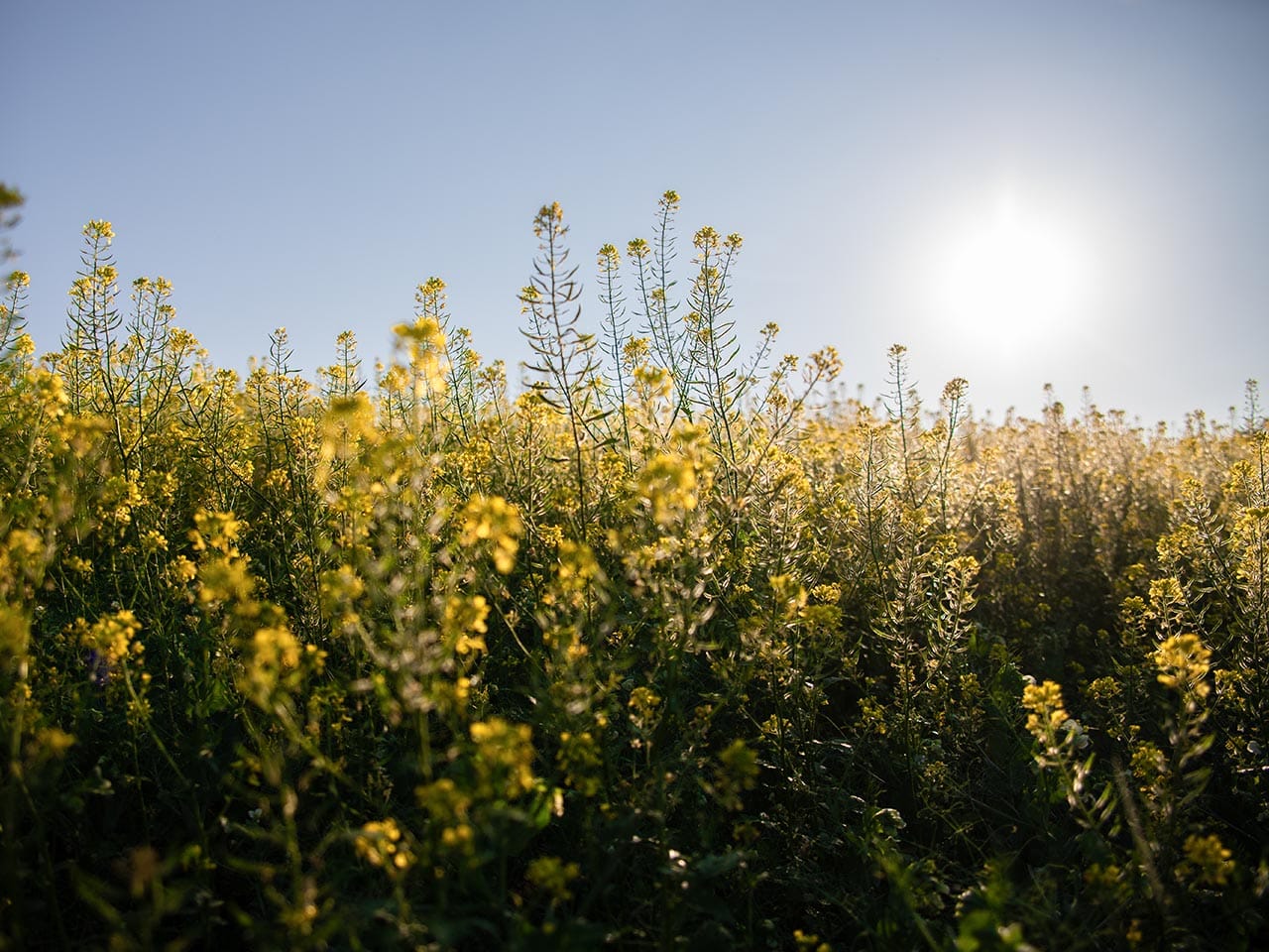 Bio Senf Feld Pankrazhofer Tragwein 1