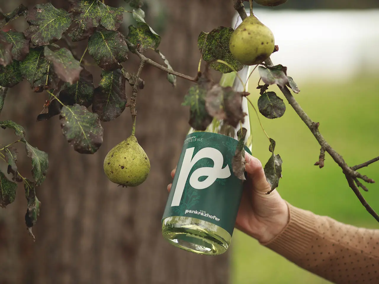 Bio Speckbirnen Firzzante vom Pankrazhofer Tragwein Baum 1