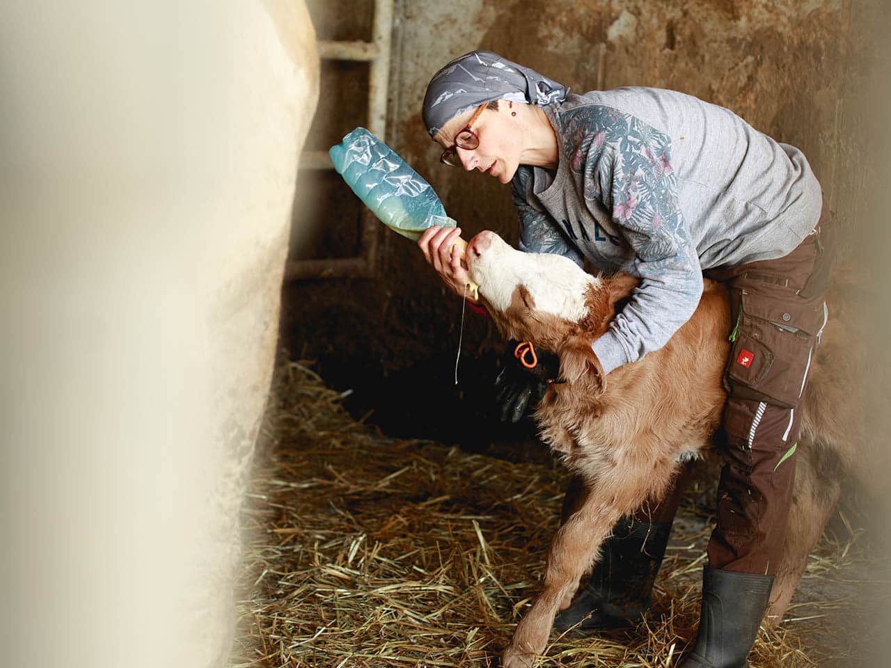 Bio Weide Beef Kalb Eva vom Pankrazhofer füttern 1