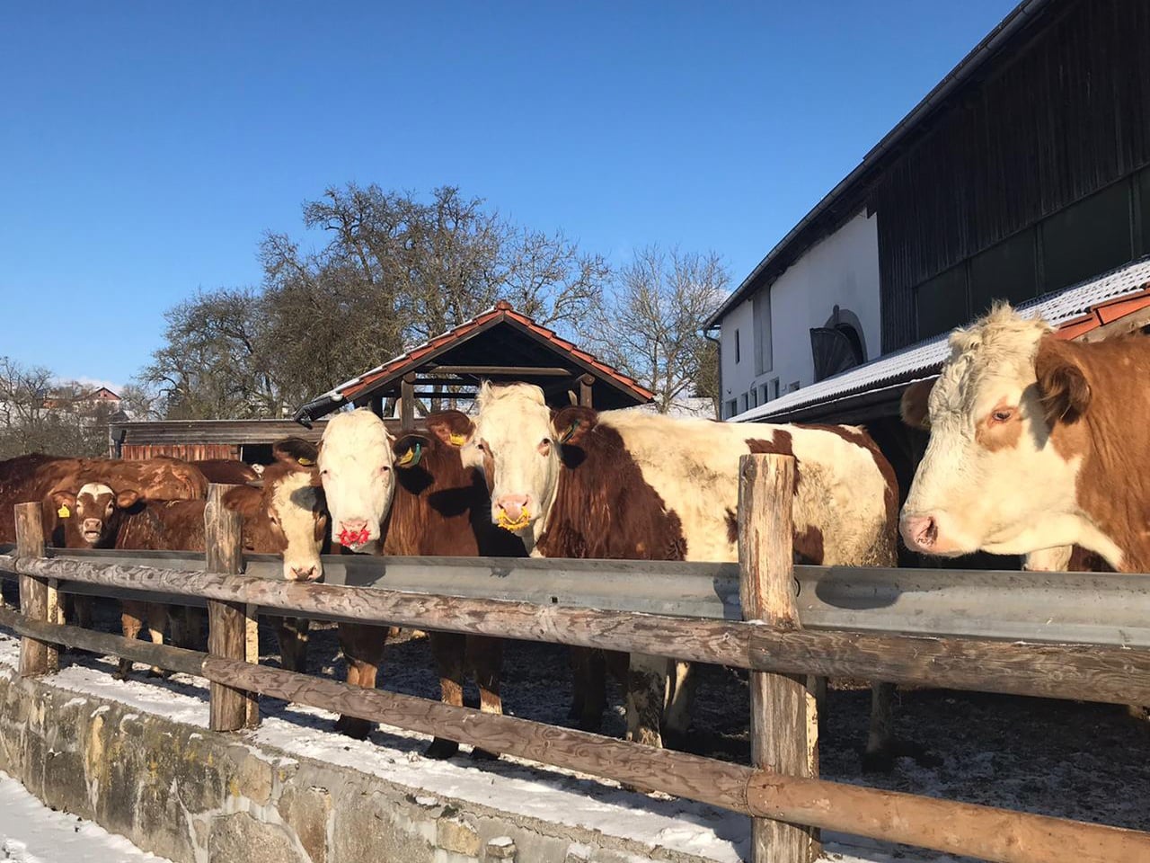 Bio Weide Beef Rinder Laufstall Pankrazhofer Tragwein