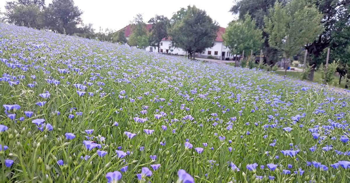 Leinblüte-Hof-Facebook