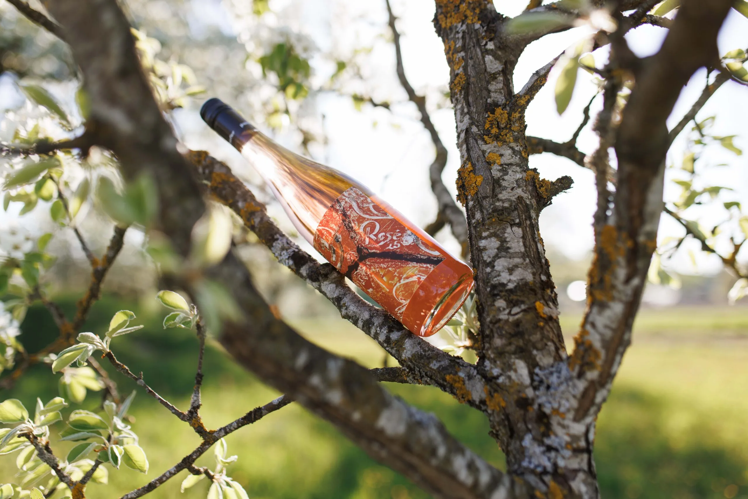 Mühlviertel Rosé vom Pankrazhofer